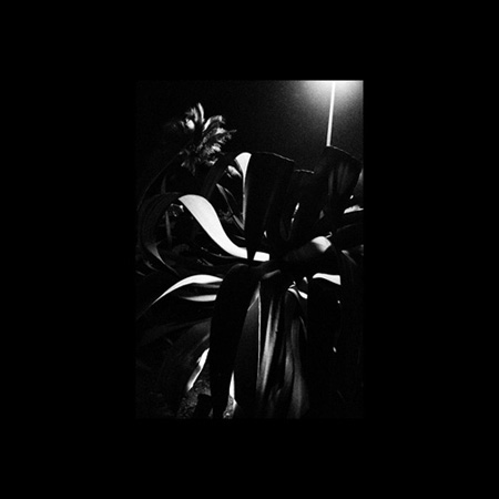 Ardor  - Martin Ogolter