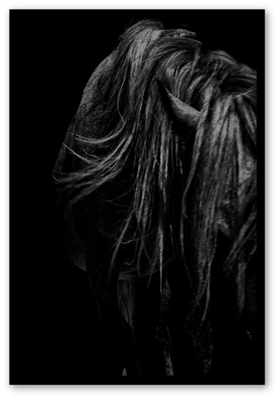 corpus  - Martin Ogolter