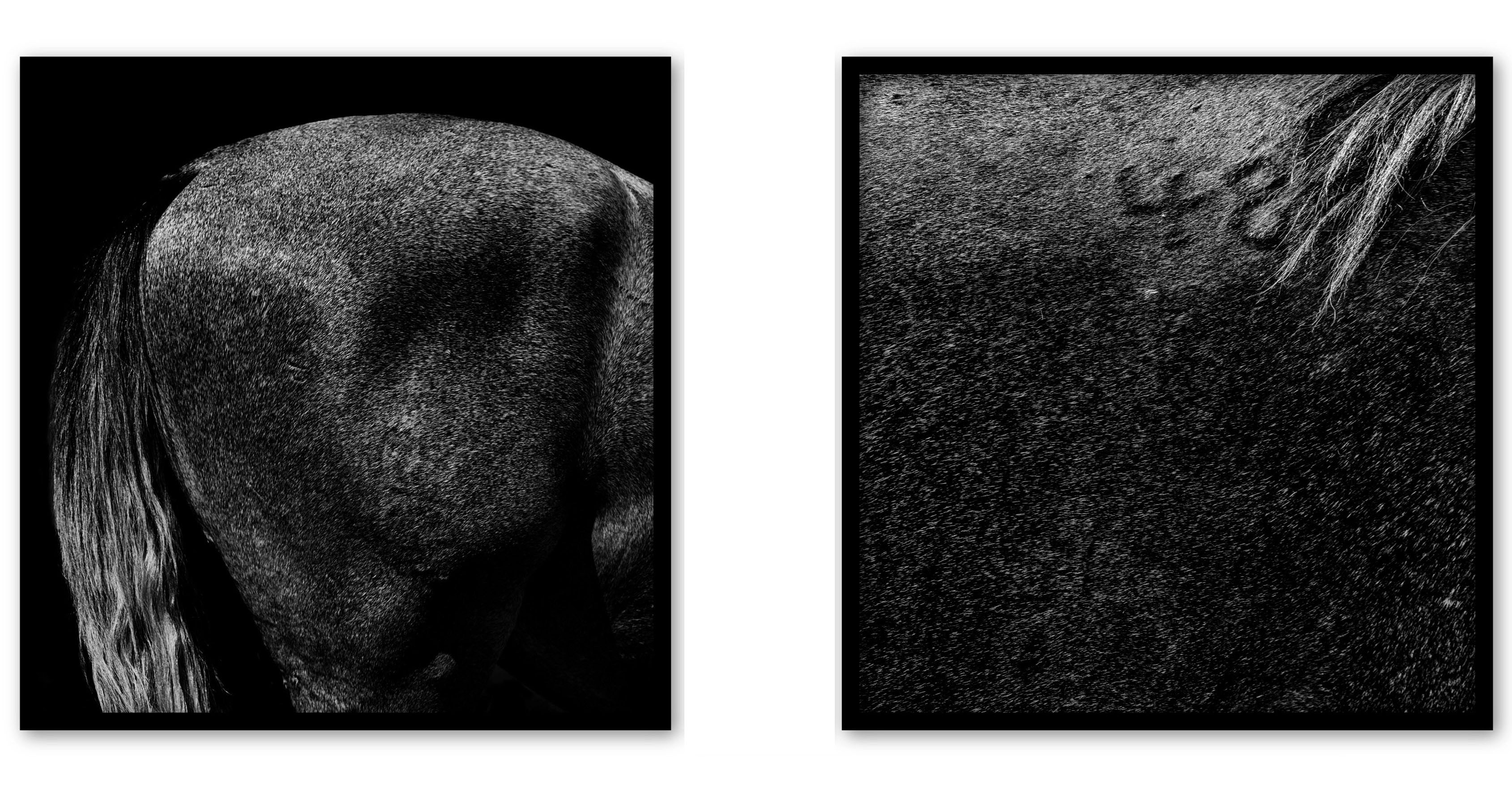 corpus  - Martin Ogolter