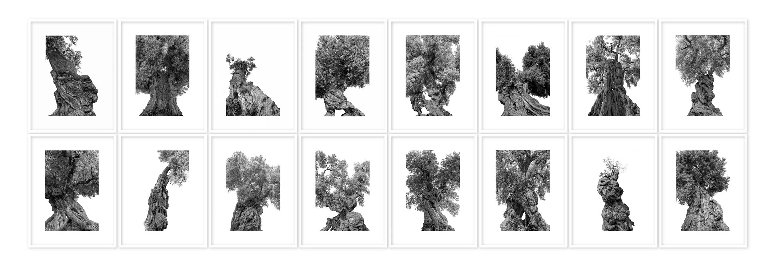monumentali  - Martin Ogolter