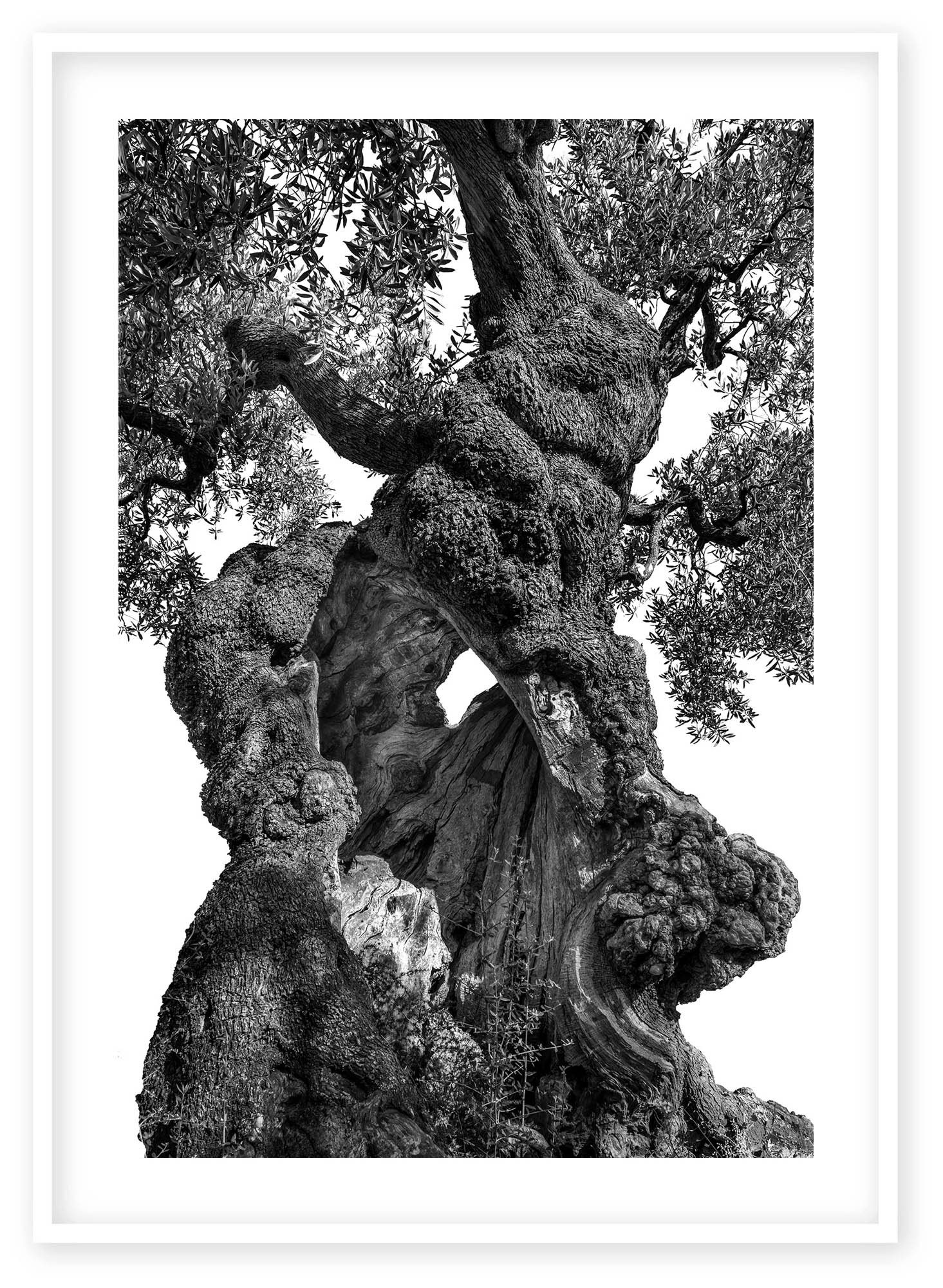 monumentali  - Martin Ogolter