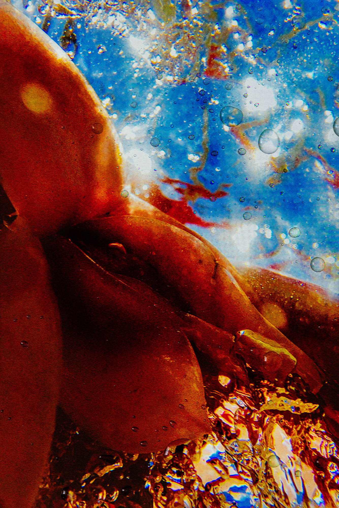 stardust - Martin Ogolter